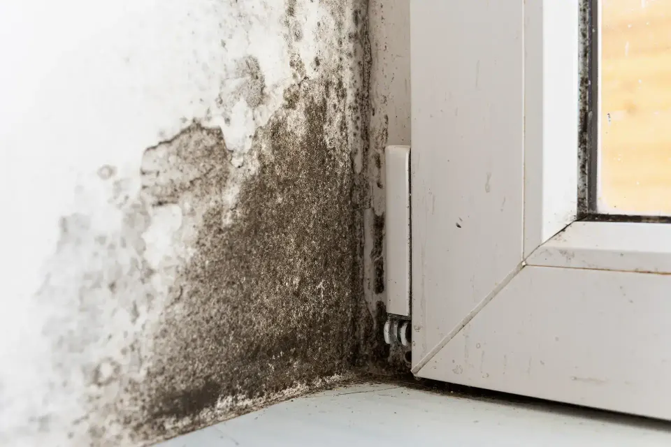Water Damage Fullerton
